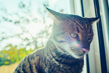 portrait of a cat © Arthur