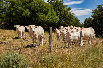 Herd of white cows grazing on a sunny pasture behind a wire fence.