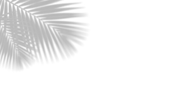 Transparent leaf shadow overlay for elegant design and natural aesthetic