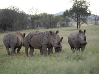 Breitmaulnashorn, Ceratotherium simum