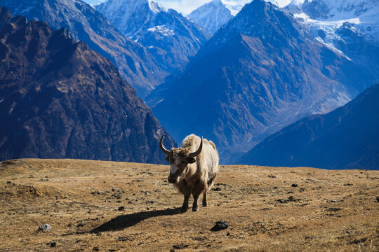 Tibetan yaks on mountain top grassland