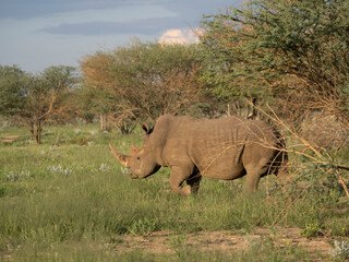 Fototapeta premium Breitmaulnashorn, Ceratotherium simum