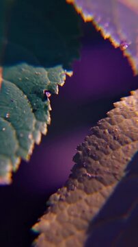 Abstract Forest Chroma A close-up view of forest elements, highlighting the tritone palette and striking chromatic aberrations at the edges.