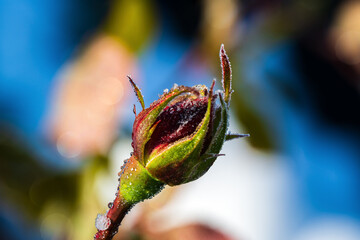 霜が降り、凍りついたバラの蕾　朝日を浴びて輝く / Frosted rose bud glowing in the morning sun