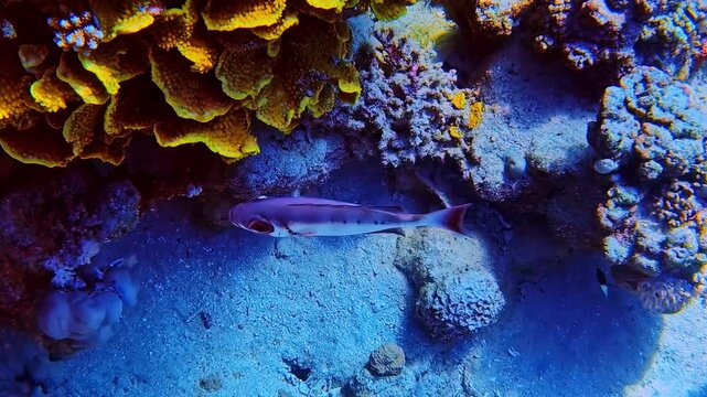 Underwater footage of a redcoat squirrelfish, swimming close to plate fire coral (Millepora) on a coral reef in the Red Sea near Sharm El Sheikh, Egypt. A vivid reef ecosystem scene.