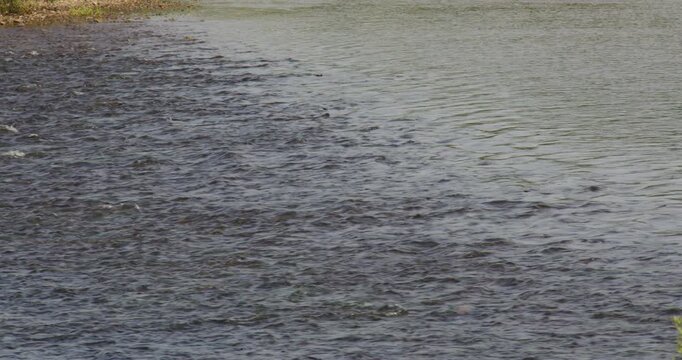 Swide hot of shallow water flowing over rocks the river Lune at Brookhouse