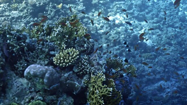 This view of a Red Sea reef flat showcases a dense concentration of Lyretail Anthias (Pseudanthias squamipinnis) in reef structure with a diverse mix of hard corals.