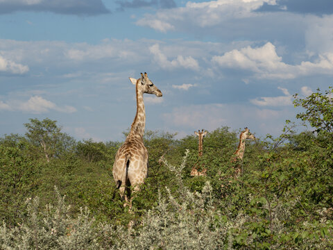 Angola-Giraffe, Giraffa giraffa angolensi