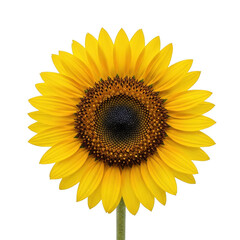 Fototapeta premium Vibrant yellow sunflower with dark center and green stem isolated on transparent background