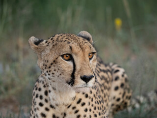 Fototapeta premium Gepard, Acinonyx jubatus