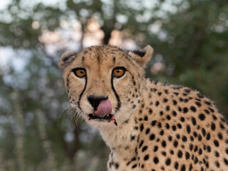 Gepard, Acinonyx jubatus © Lothar Lenz