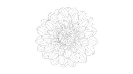 Delicate gray floral line art illustration on white background, symmetrical, detailed