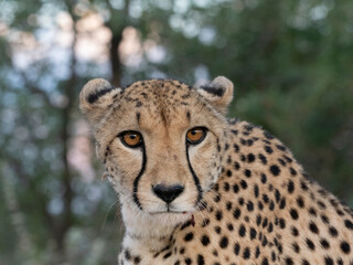 Gepard, Acinonyx jubatus © Lothar Lenz
