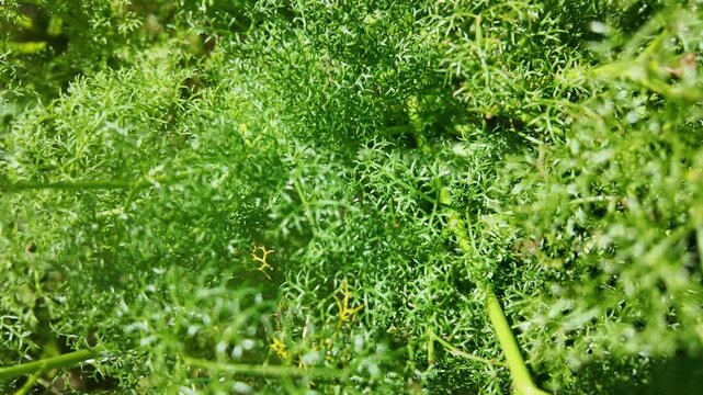 High quality stock asset showing dixie reindeer lichen (cladonia subtenuis) gentle movement in wind atlantic coast morocco asmr nature.