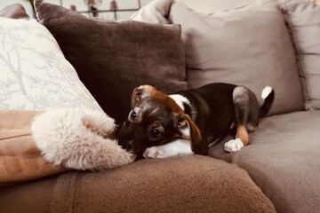 Small Dog Relaxed on Couch Biting Owner's Slipper in Playful Mischievous Behavior