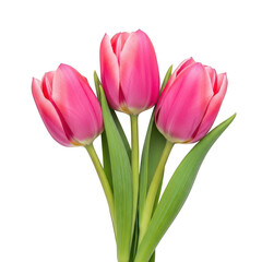 A bouquet of three pink tulips with green stems and leaves against a white background.