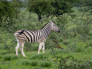 Obraz premium Zebra, Equus quagga