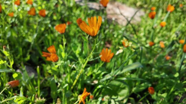 High quality stock asset showing organic calendula flower texture close-up golden hour wellness footage.