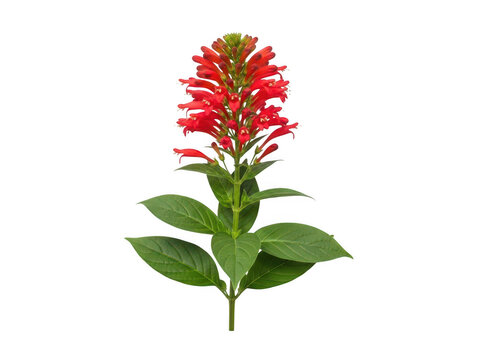 A vibrant red persicaria flower with lush green leaves against a white background.