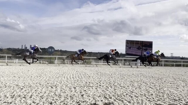 Carrera de caballos galopando en grupo en fila en hip&oacute;dromo en pista de arena