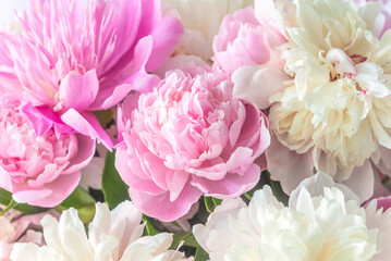 PInk and white peony flowers background;