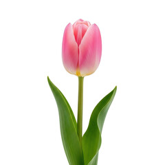 Fototapeta premium A beautiful pink tulip with green leaves on a white background.