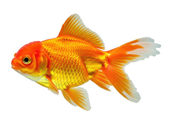 A vibrant orange goldfish with white fins swims against a clean white background.