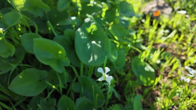 High quality stock asset showing slow motion wild arugula seed pods swaying golden hour biodiversity shot safi region morocco.