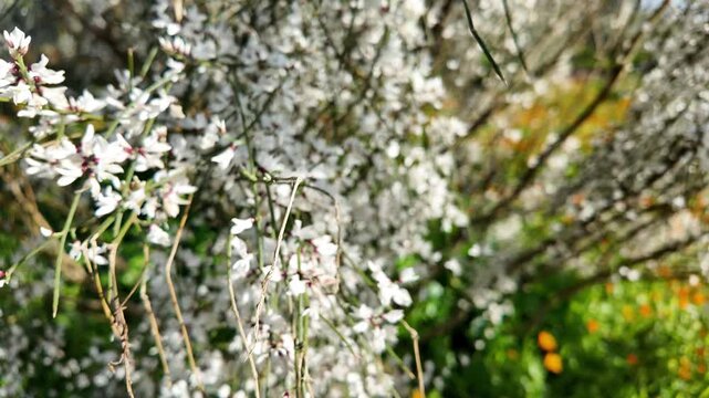 High quality stock asset showing slow motion retama monosperma seed pods rustling arid landscape morocco biodiversity hotspot.