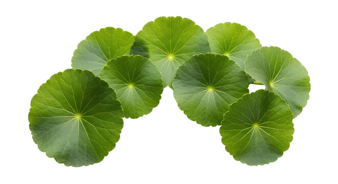 Fresh Green Centella Leaves Arrangement Botanical Background Element

