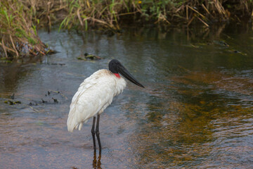 Jabiru