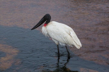 Jabiru