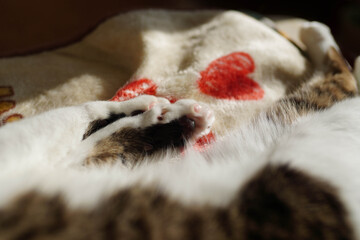 窓際の毛布の上で寝ている猫