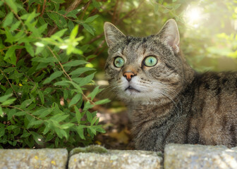 Tabby cat with big alert eyes sits next to a bush in a garden