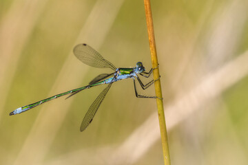 Common Spreadwing (damselfyl) clinging to a stick