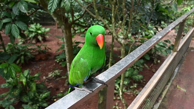  Tropical park colorful green parrot close up