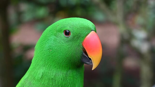 Tropical park colorful green parrot close up