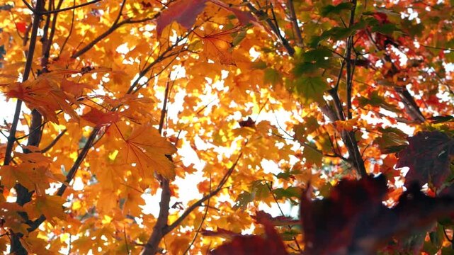 Autumn Canopy with Golden and Red Leaves Backlit by Sunlight
