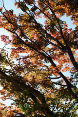 鞍馬寺仁王門から本堂までの道中の紅葉