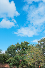 Fototapeta premium Serene Green City Park with Lush Trees and Vast Blue Sky Copy Space