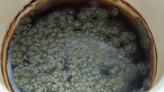 Close-up of mold, mildew on the surface of tea in a mug