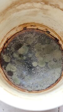 Close-up of mold in a mug. Fungi on the surface of old tea