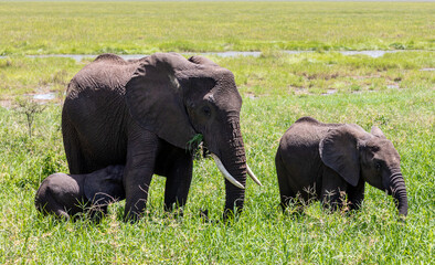 Elefant mit zwei Babys beim fressen am Fluss Tarangire in Tansania