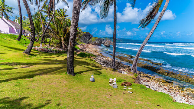 A view west past trees on the shoreline towards wave eroded rocks at Bathsheba on the Atlantic coast of Barbados in January