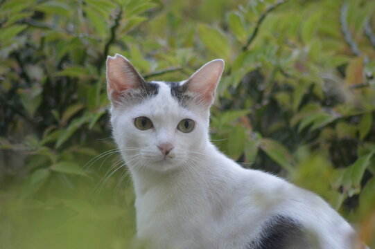 white cat on the garden