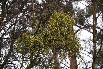 Jemioła rosnąca wysoko na drzewie w gęstym liściastym lesie. Naturalne otoczenie podkreśla dziką roślinność i spokojny, leśny klimat.  © Adam
