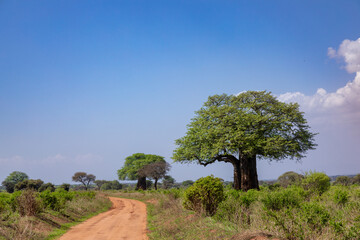 Baobab Baum im Tarangire Nationalpark