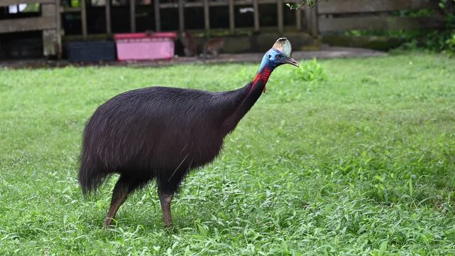 a wide tracking shot of a southern cassowary walking on a beach of north queensland, australia