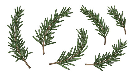 Collection of Fresh Rosemary Herb Branches Illustration.