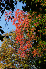 楓の紅葉が美しい鞍馬寺境内の風景
